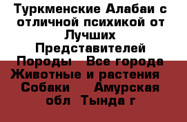 Туркменские Алабаи с отличной психикой от Лучших Представителей Породы - Все города Животные и растения » Собаки   . Амурская обл.,Тында г.